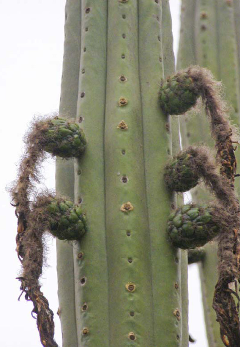 A New Taxonomic Treatment Of The Genus Trichocereus Cactaceae In Chile