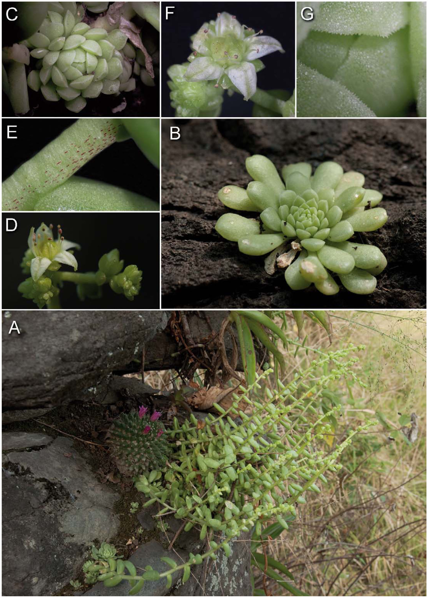 Additions to the Crassulaceae of the State of Veracruz, Mexico