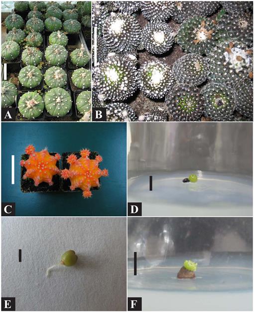 Micropropagation Of Cacti A Review
