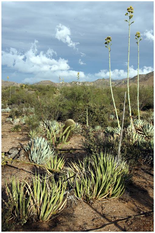 Gentry Revisited: The Agaves of the Peninsula of Baja California