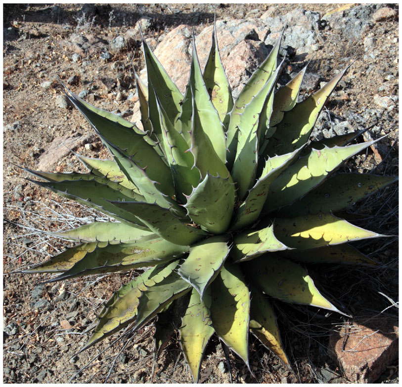 Gentry Revisited: The Agaves of the Peninsula of Baja California