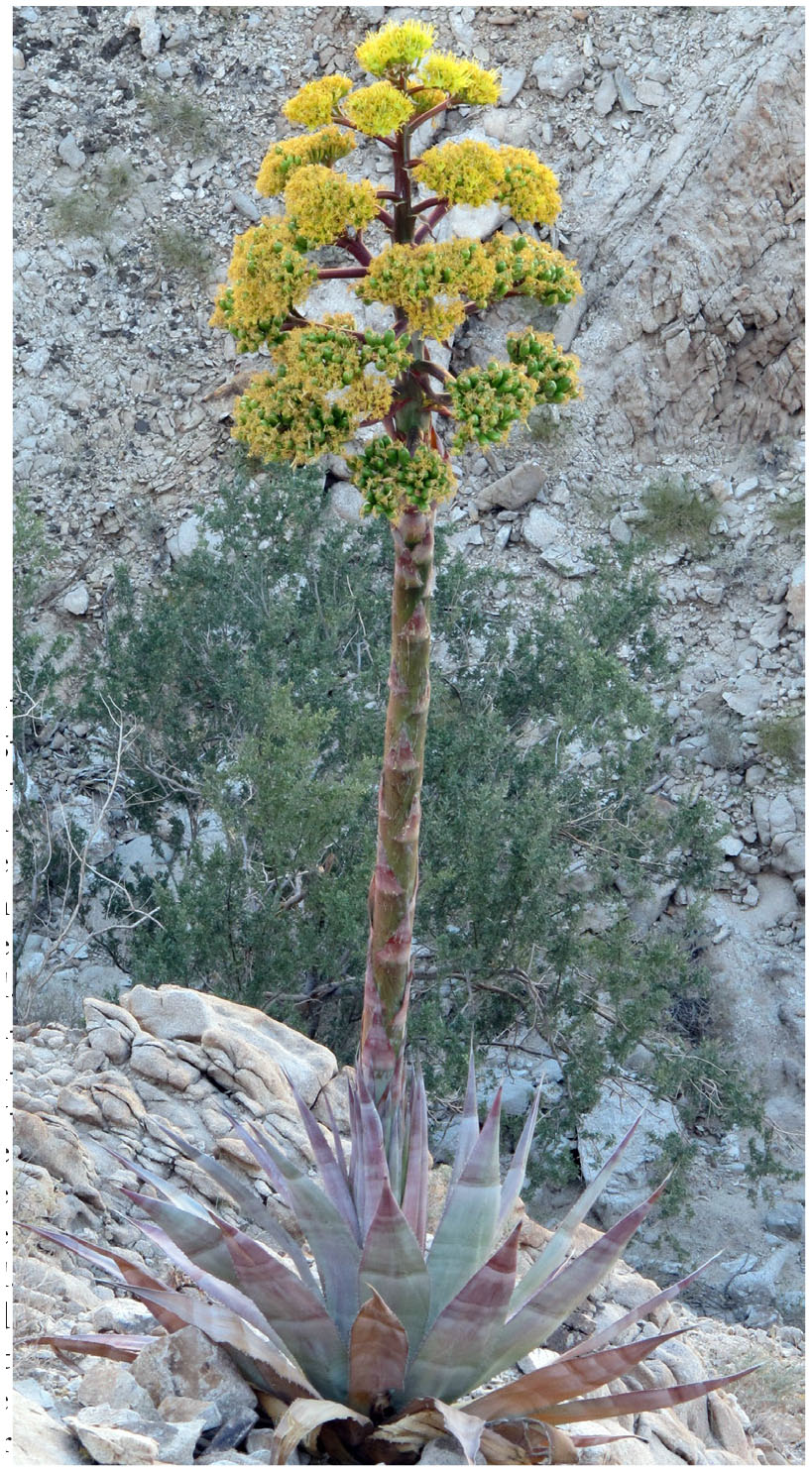 Gentry Revisited: The Agaves of the Peninsula of Baja California