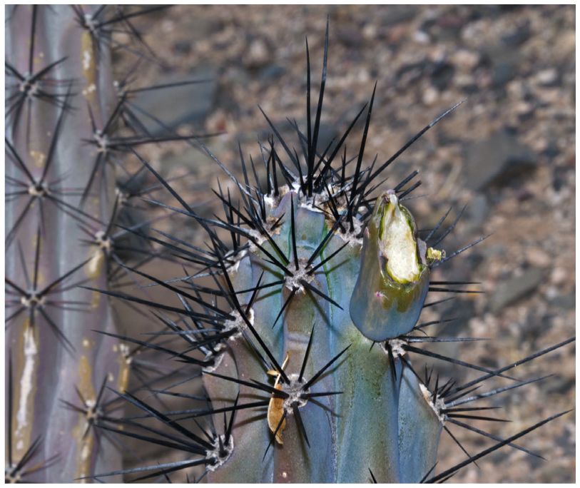 Mosaics In Science  flowering phenology of the saguaro