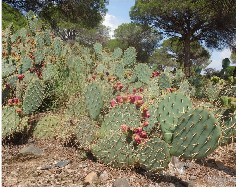 Further Records Of Cacti Cactaceae From Tarragona Province Catalonia Spain