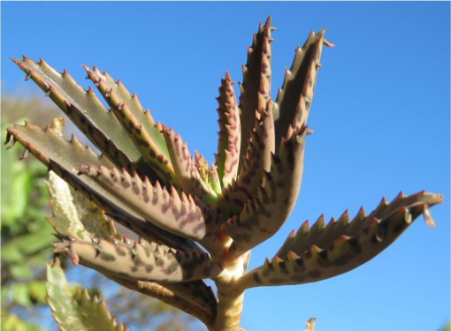 A review of exotic Kalanchoe taxa (Crassulaceae subfam. Kalanchooideae)  naturalised and cultivated in Africa and the Gulf of Guinea islands, with  their nomenclature updated