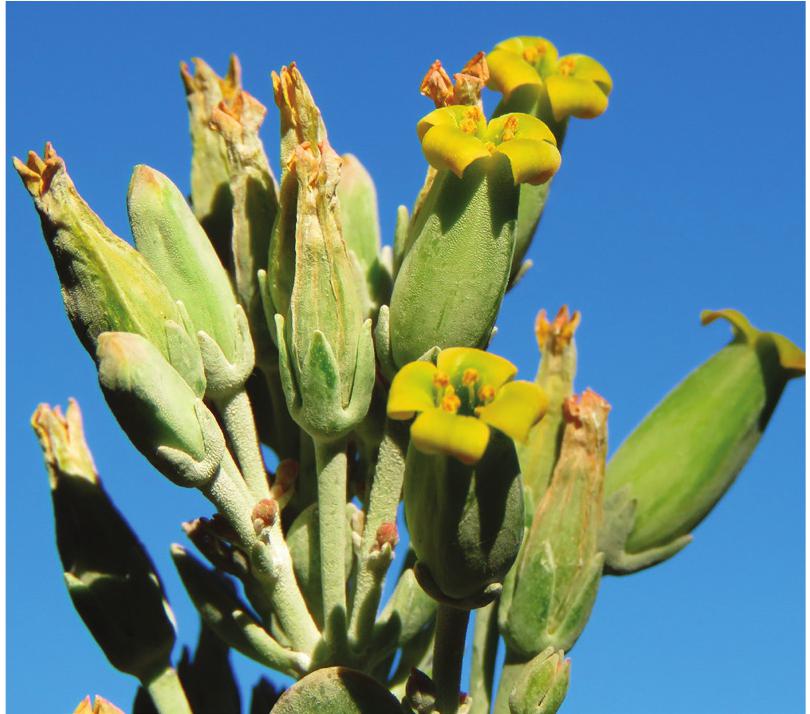 A review of exotic Kalanchoe taxa (Crassulaceae subfam. Kalanchooideae)  naturalised and cultivated in Africa and the Gulf of Guinea islands, with  their nomenclature updated