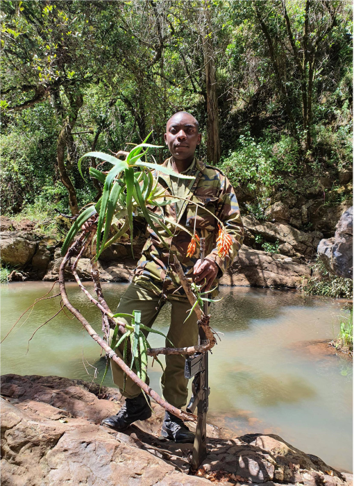 Adventitiously Aloe rupestorrens (Asphodelaceae), A New Pendulous Species from ...