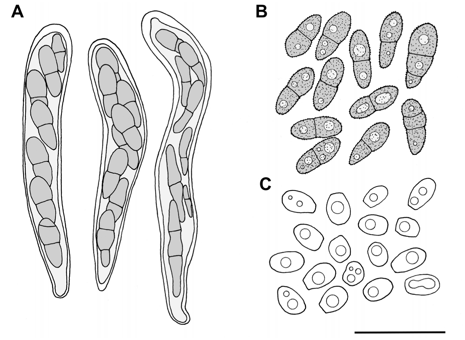 Lichenicolous Fungi from Central Italy with Notes on Some Remarkable ...