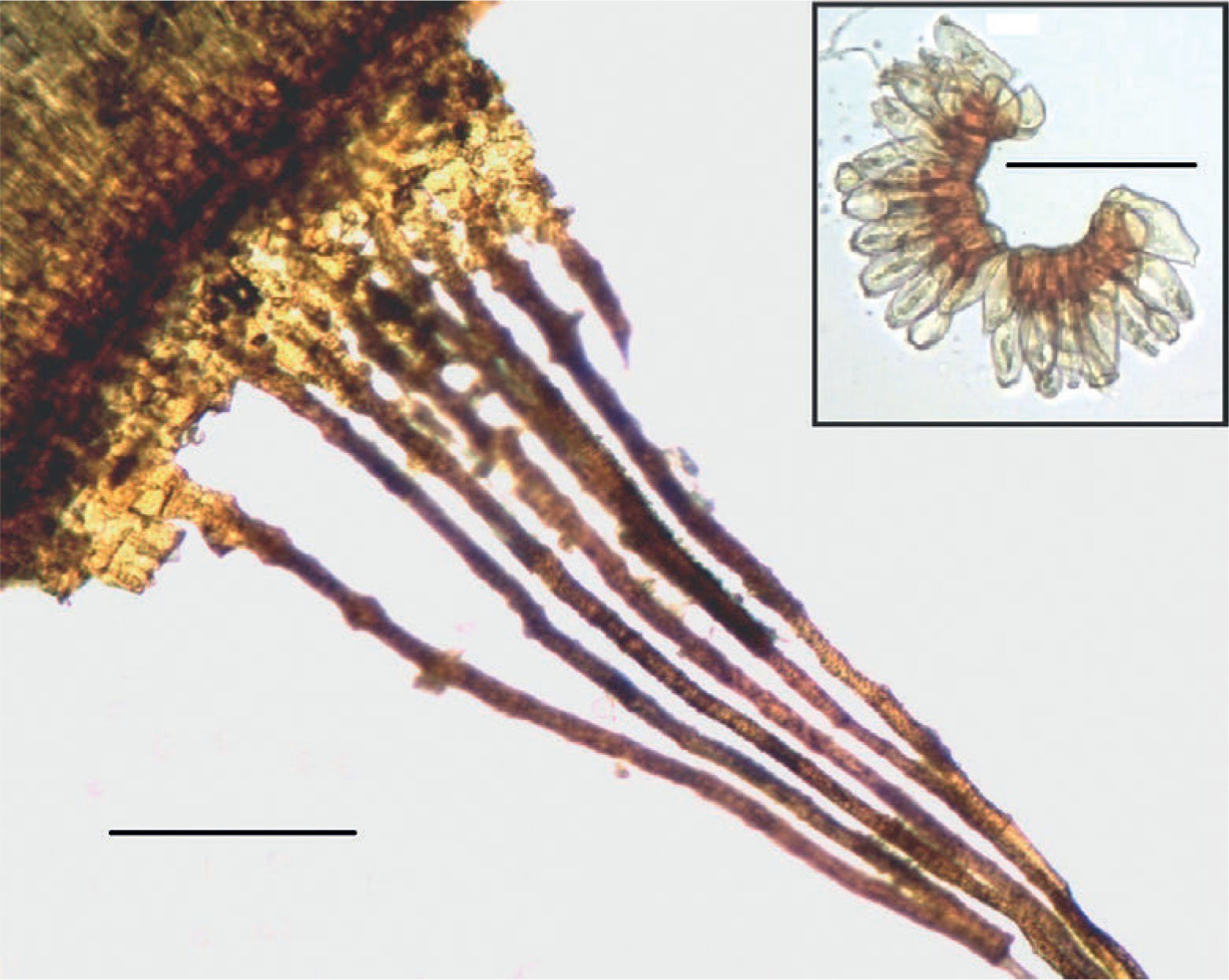 https://bioone.org/journals/herzogia/volume-29/issue-1/heia.29.1.2016.52/The-Mosses-iAschisma-carniolicum-i-iCampylostelium-strictum-i-and-iTimmiella/10.13158/heia.29.1.2016.52.full