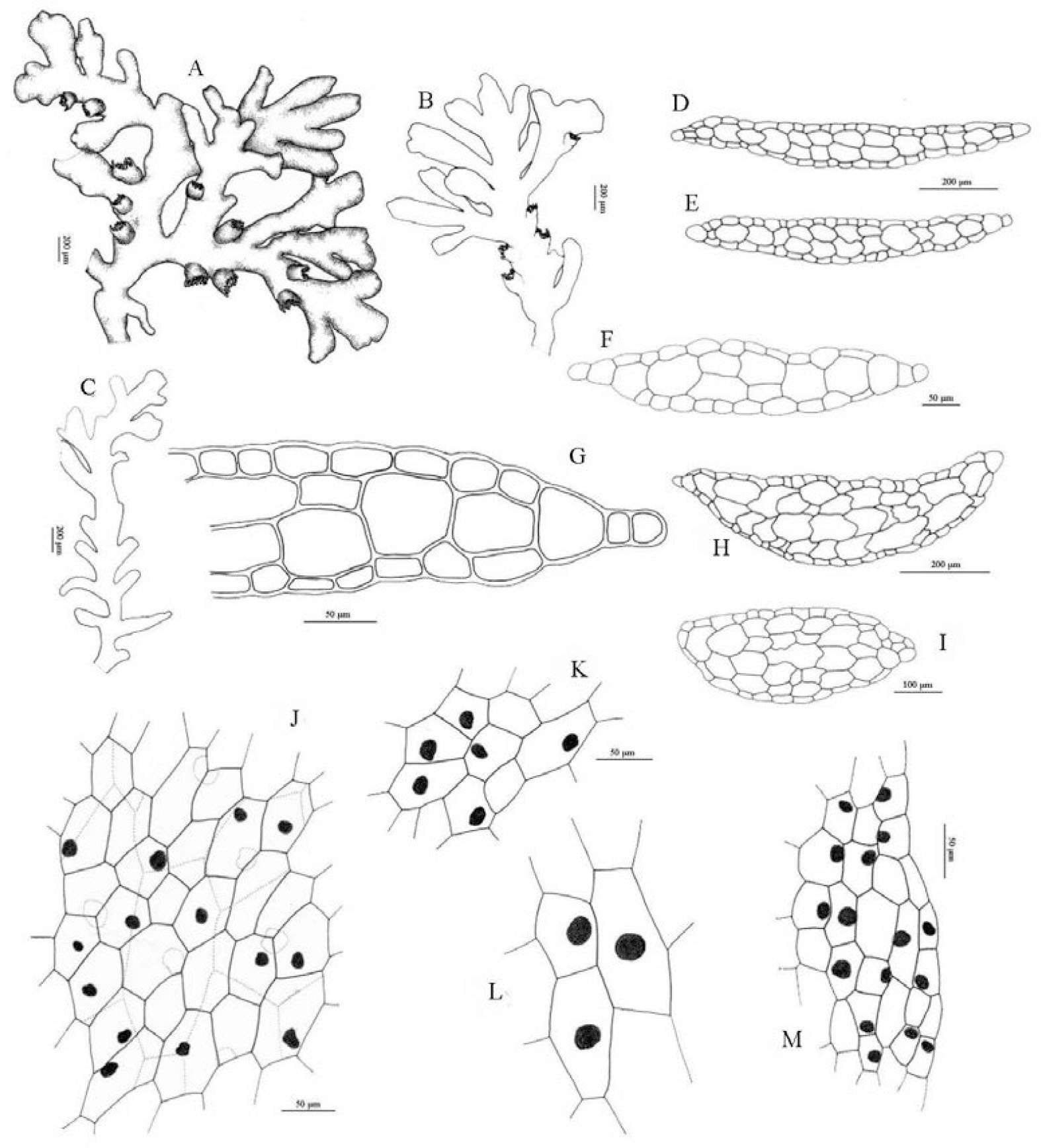 Two New Records Of Riccardia Aneuraceae Marchantiophyta To