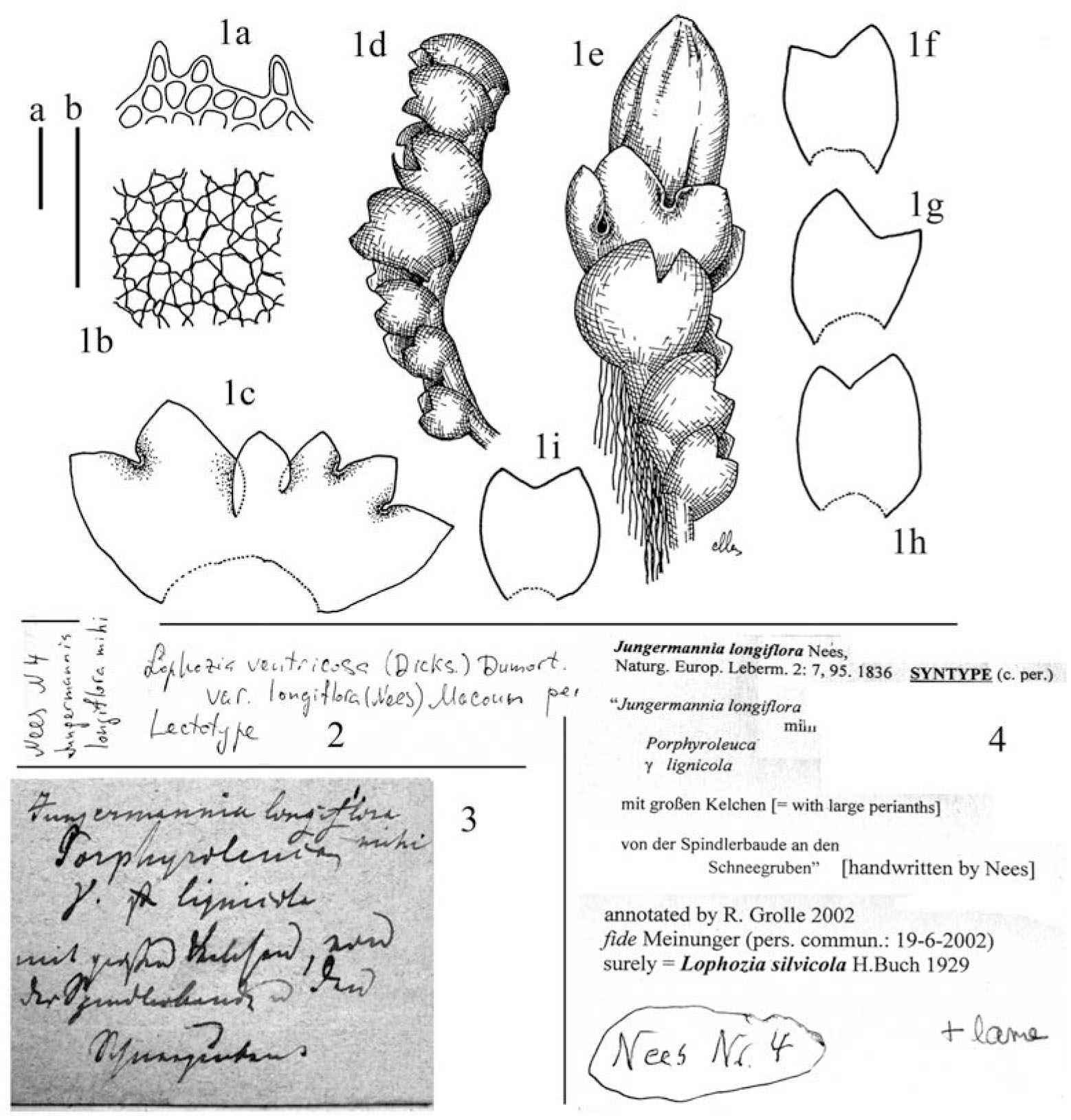 https://bioone.org/journals/Herzogia/volume-29/issue-2/heia.29.2.2016.635/Notes-on-iLophozia-i-VIII-The-Lectotypification-of-iLophozia-longiflora/10.13158/heia.29.2.2016.635.full