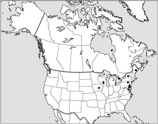 Cladonia ignatii, an Overlooked New Lichen in Eastern North America