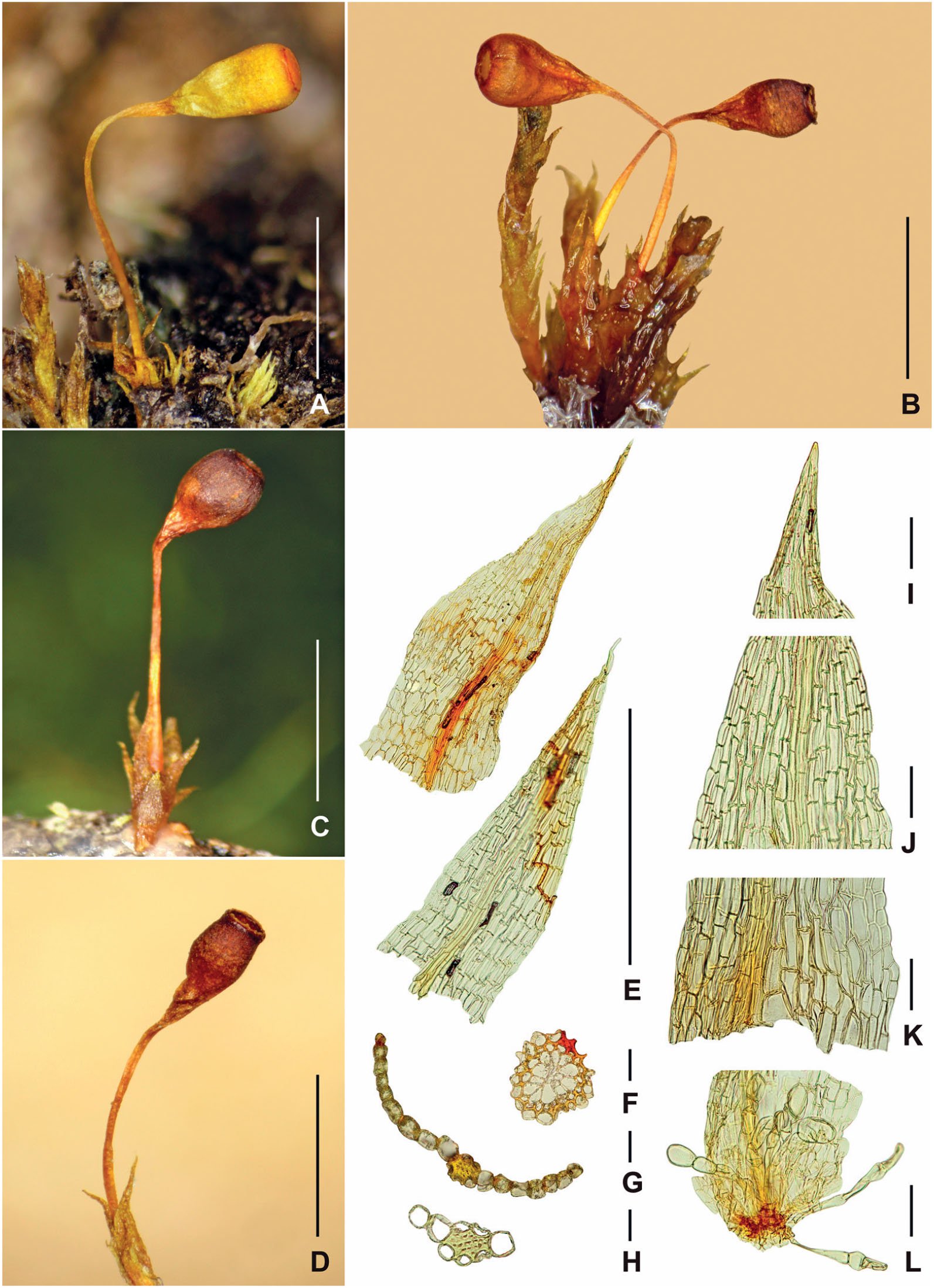 https://bioone.org/journals/Herzogia/volume-32/issue-2/heia.32.2.2019.326/Entosthodon-productus-Bryophyta-Funariaceae-an-addition-to-the-moss-flora/10.13158/heia.32.2.2019.326.full