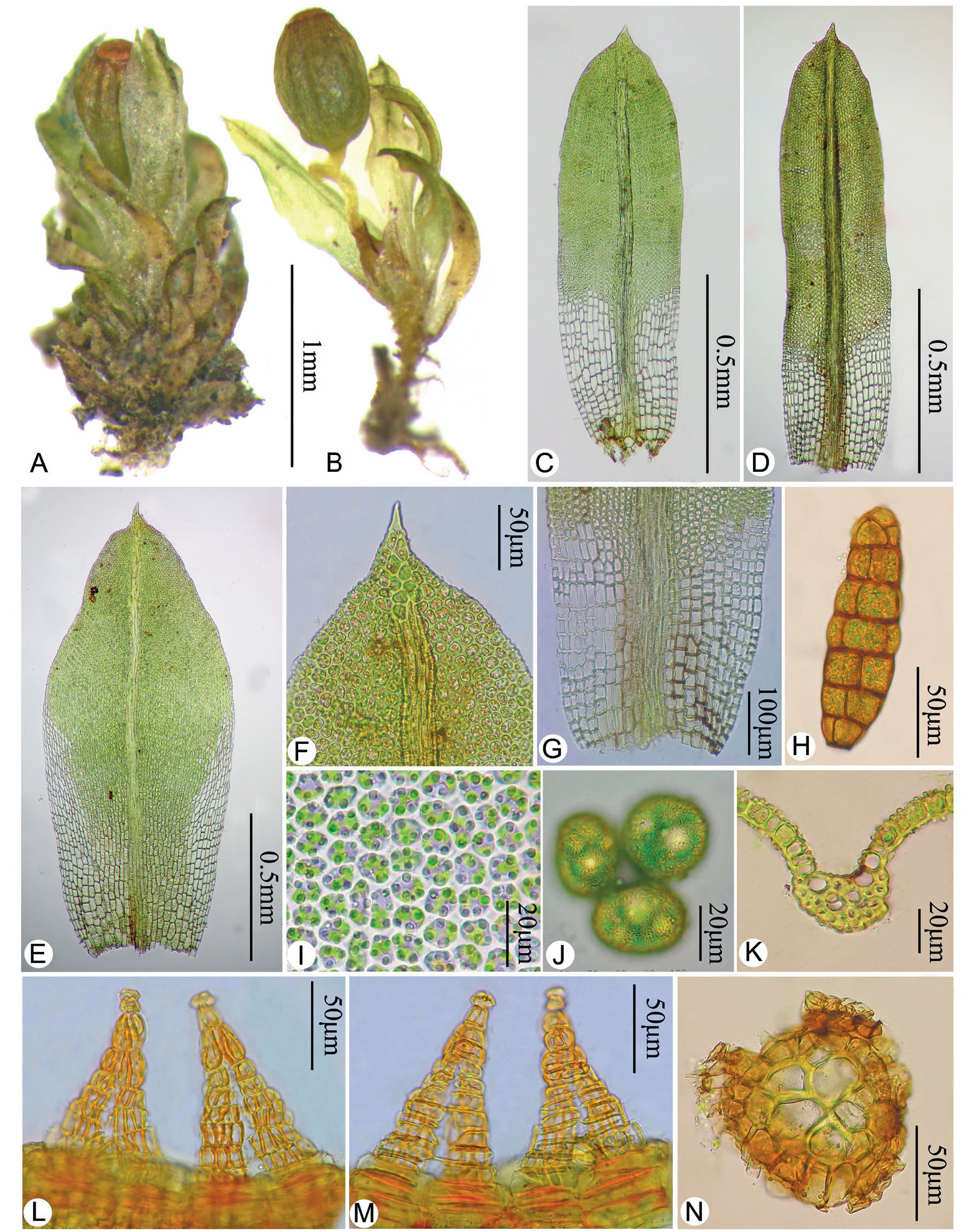 An IUCN threatened moss species, Hypnodontopsis apiculata ...