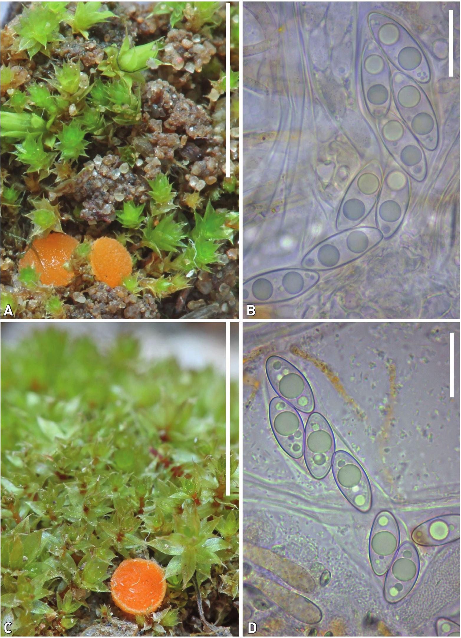 Octospora tucumanensis (Pezizales), a new bryophilous ascomycete on  Dimerodontium balansae (Bryophyta) from Argentina