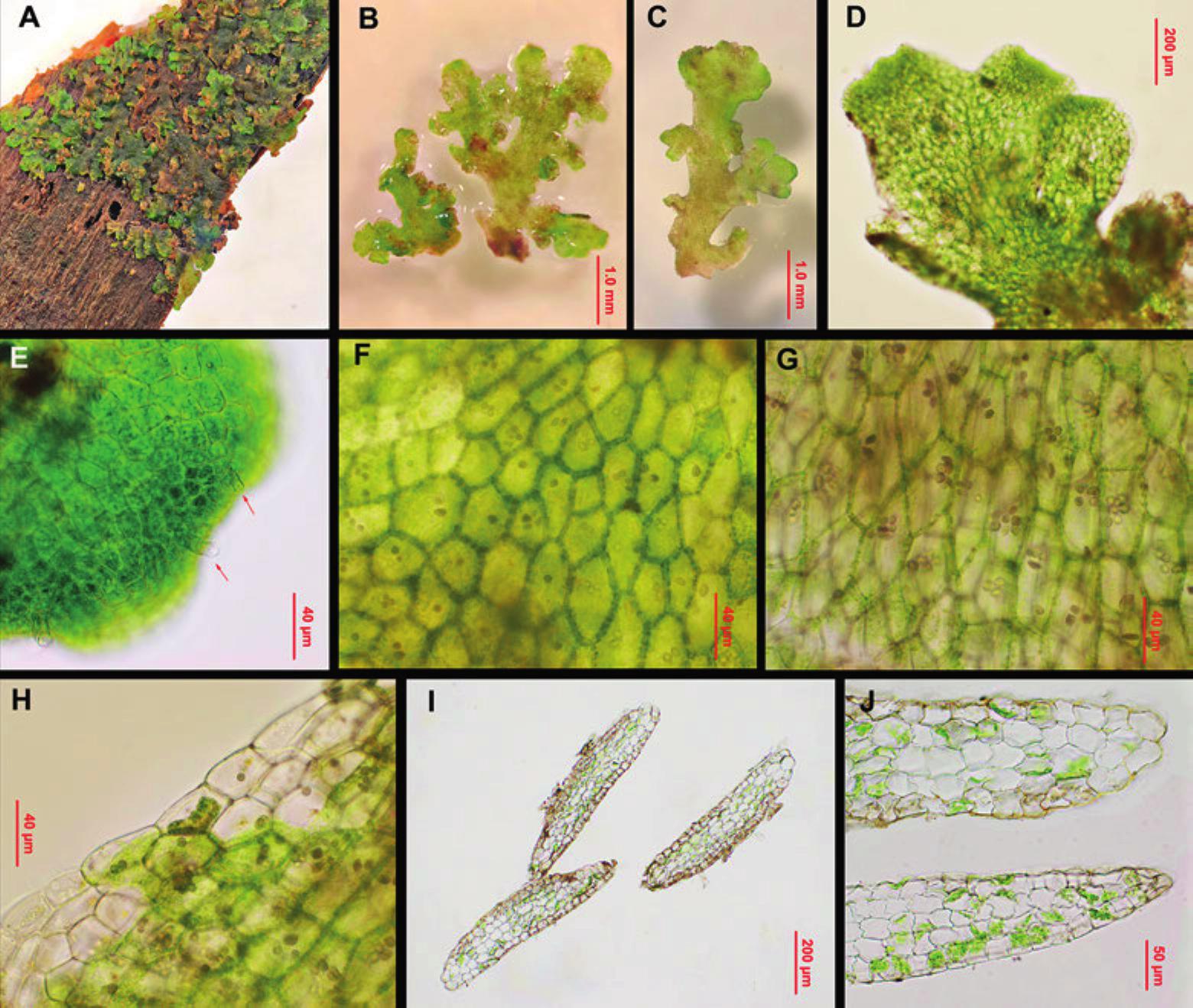 Riccardia vitrea (Aneuraceae), a liverwort species new to China and ...