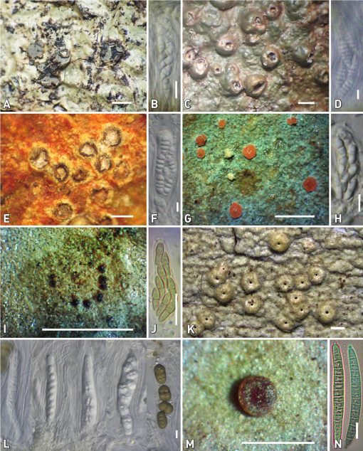 New records of corticolous and foliicolous lichens from Thailand