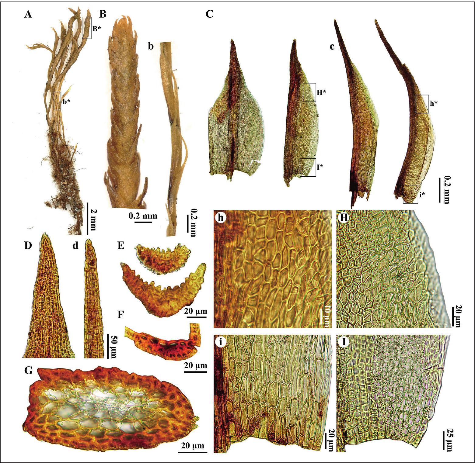 Distichiae Notes on the genus Distichium (Distichiaceae, Distichiales) in China