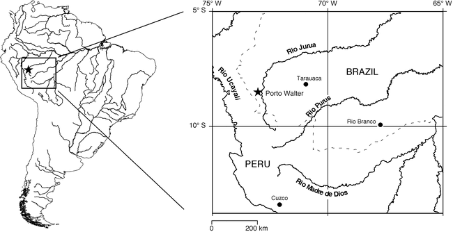 A NEW AMAZONIAN SPECIES OF CRYPTOPHYLLOBATES (ANURA: DENDROBATIDAE)