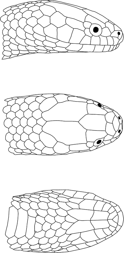 A NEW AQUATIC SNAKE (COLUBRIDAE: PSEUDOERYX) FROM THE LAKE MARACAIBO ...