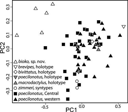 A New Squeaker Frog Arthroleptidae Arthroleptis from Bioko