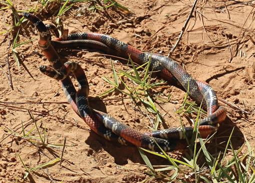 Reproductive Strategies of New World Coral Snakes, Genus Micrurus