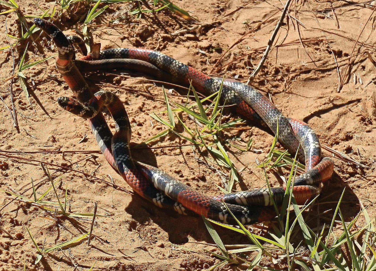 Reproductive Strategies of New World Coral Snakes, Genus Micrurus