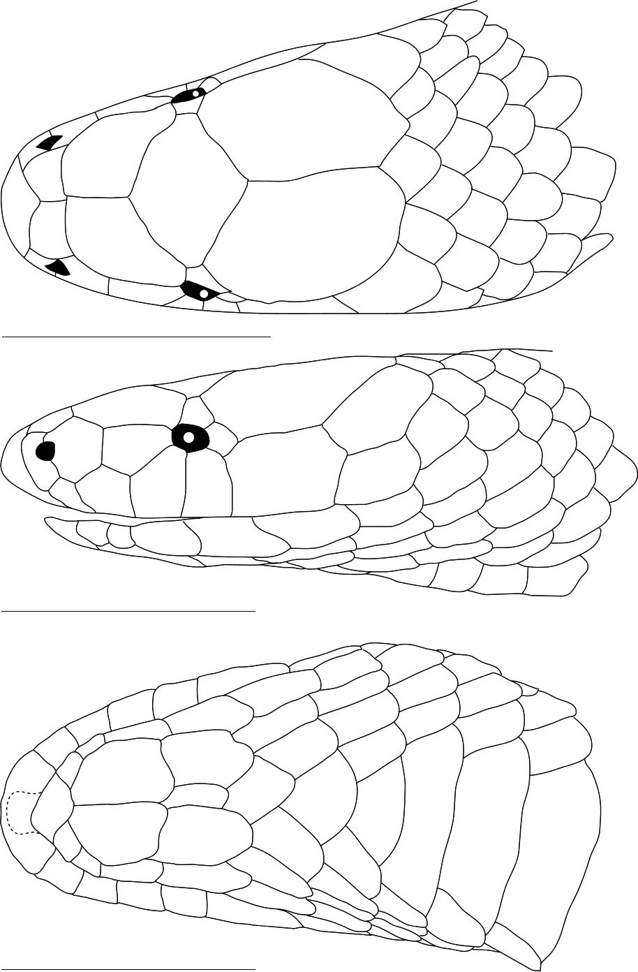 A New Species in the Geophis dubius Group (Squamata: Colubridae) from ...