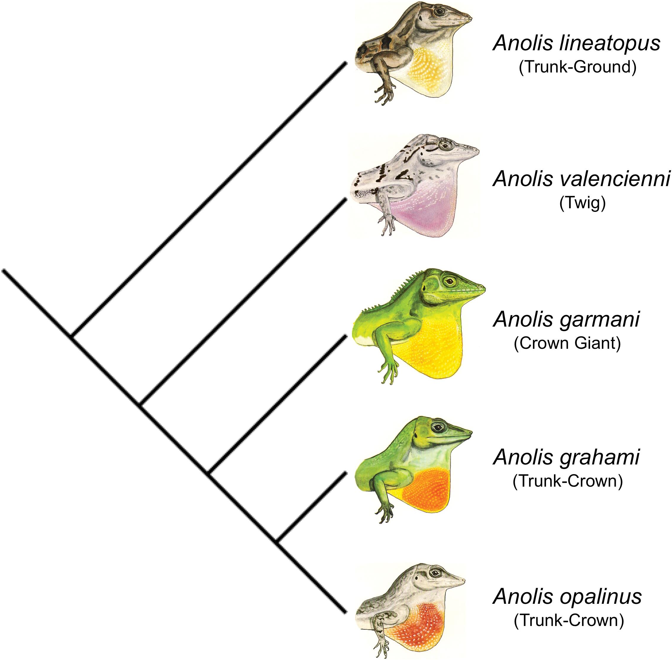 Does Selection Favor Dewlap Colors that Maximize Detectability? A Test ...