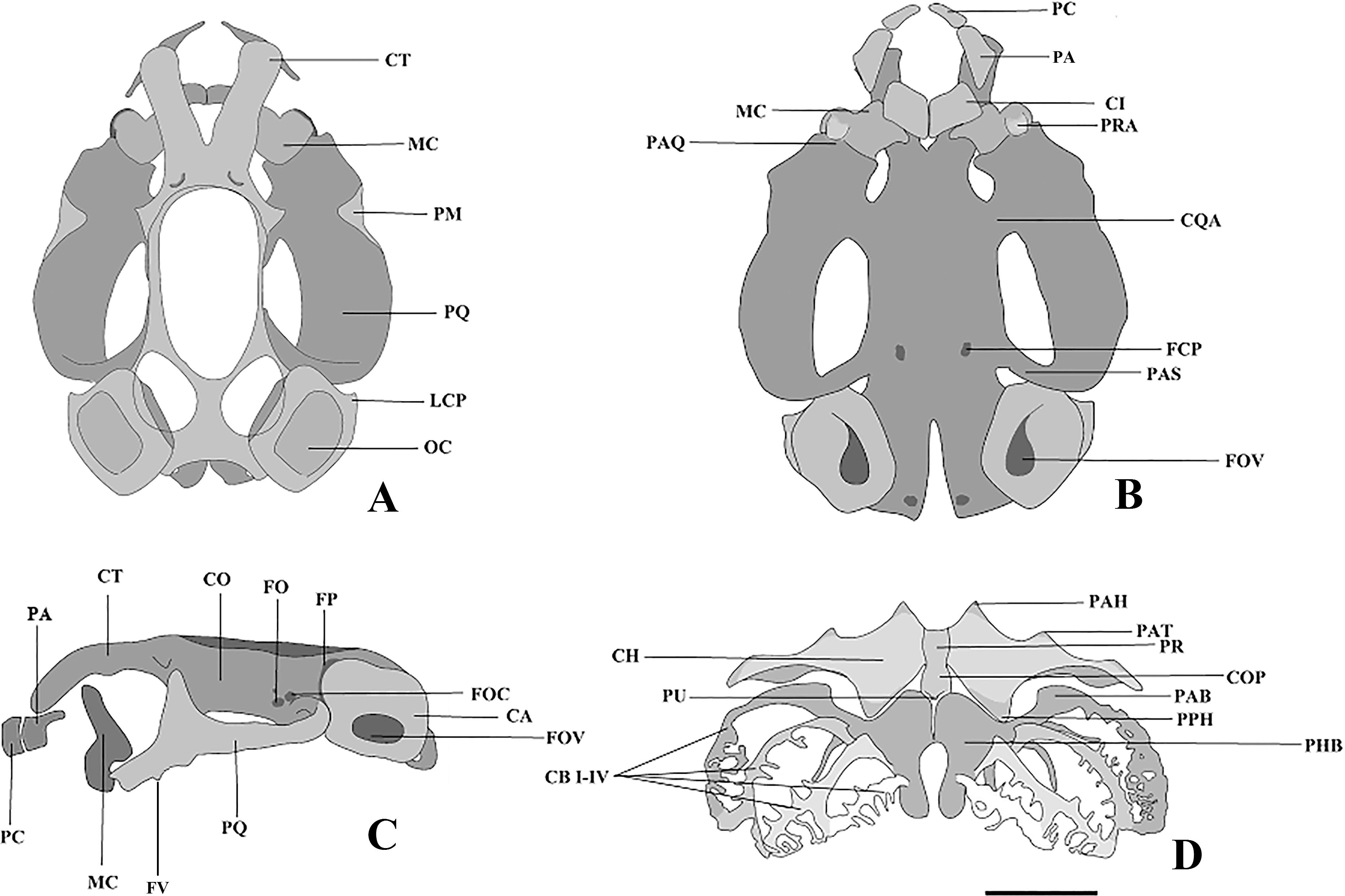 The Larva of Crossodactylus aeneus Müller, 1924: Morphology and ...