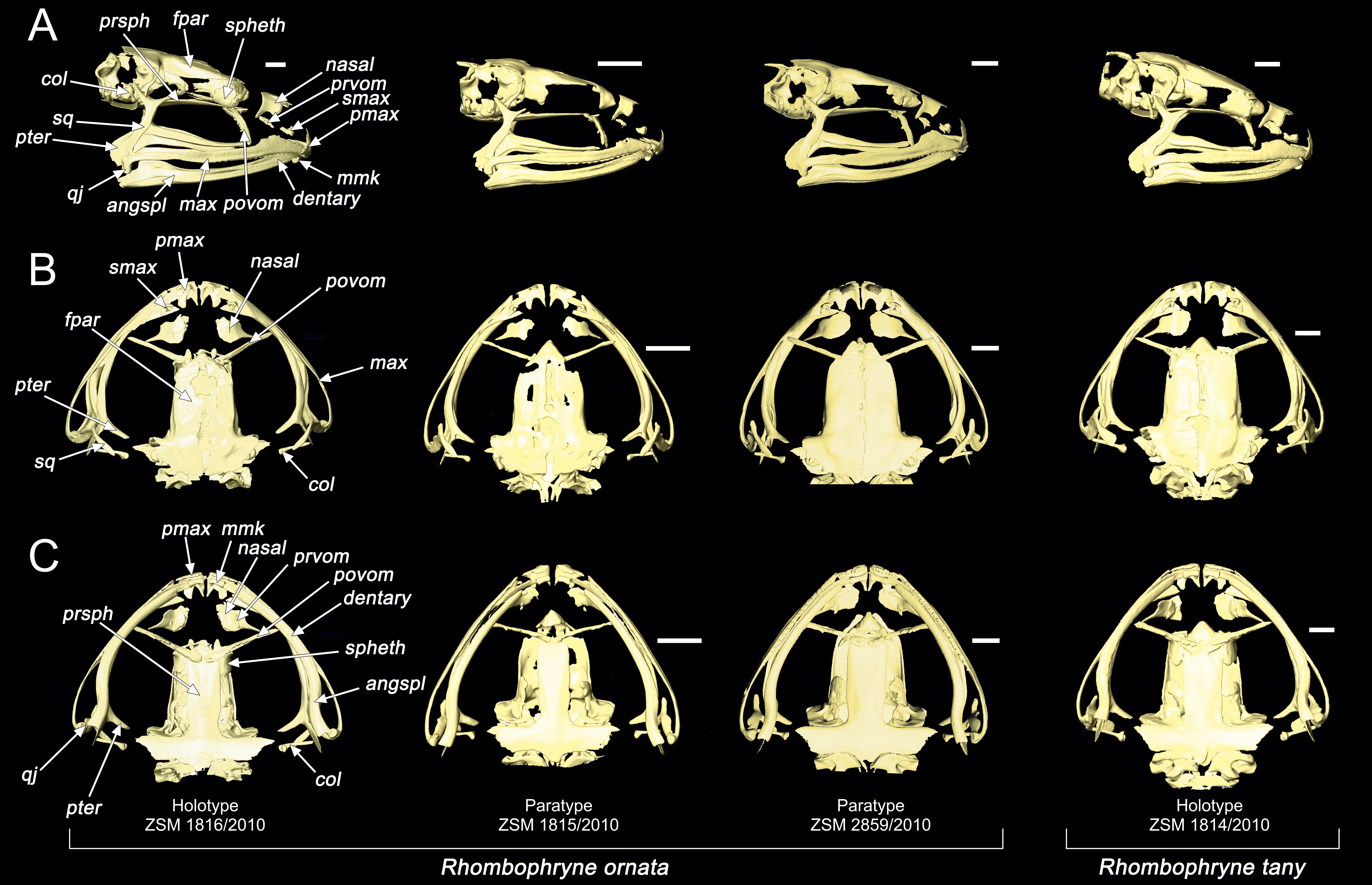 Two New Microhylid Frogs Of The Genus Rhombophryne With Superciliary