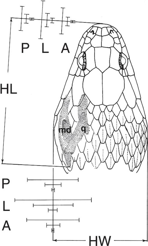 Effects Of Size, Condition, Measurer, And Time On Measurements Of Snakes