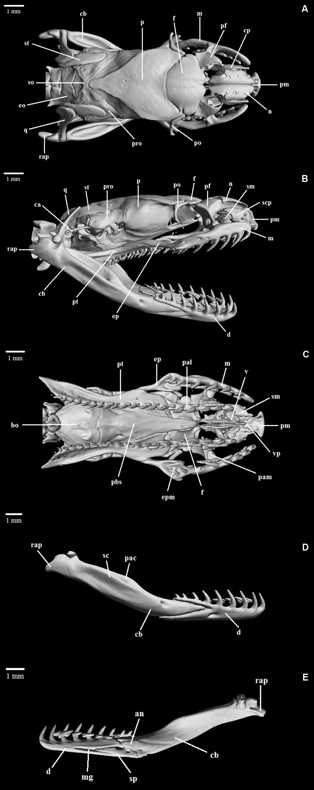 Taxonomy Morphology And Distribution Of Atractus Flammigerus Boie 17 Serpentes Dipsadidae