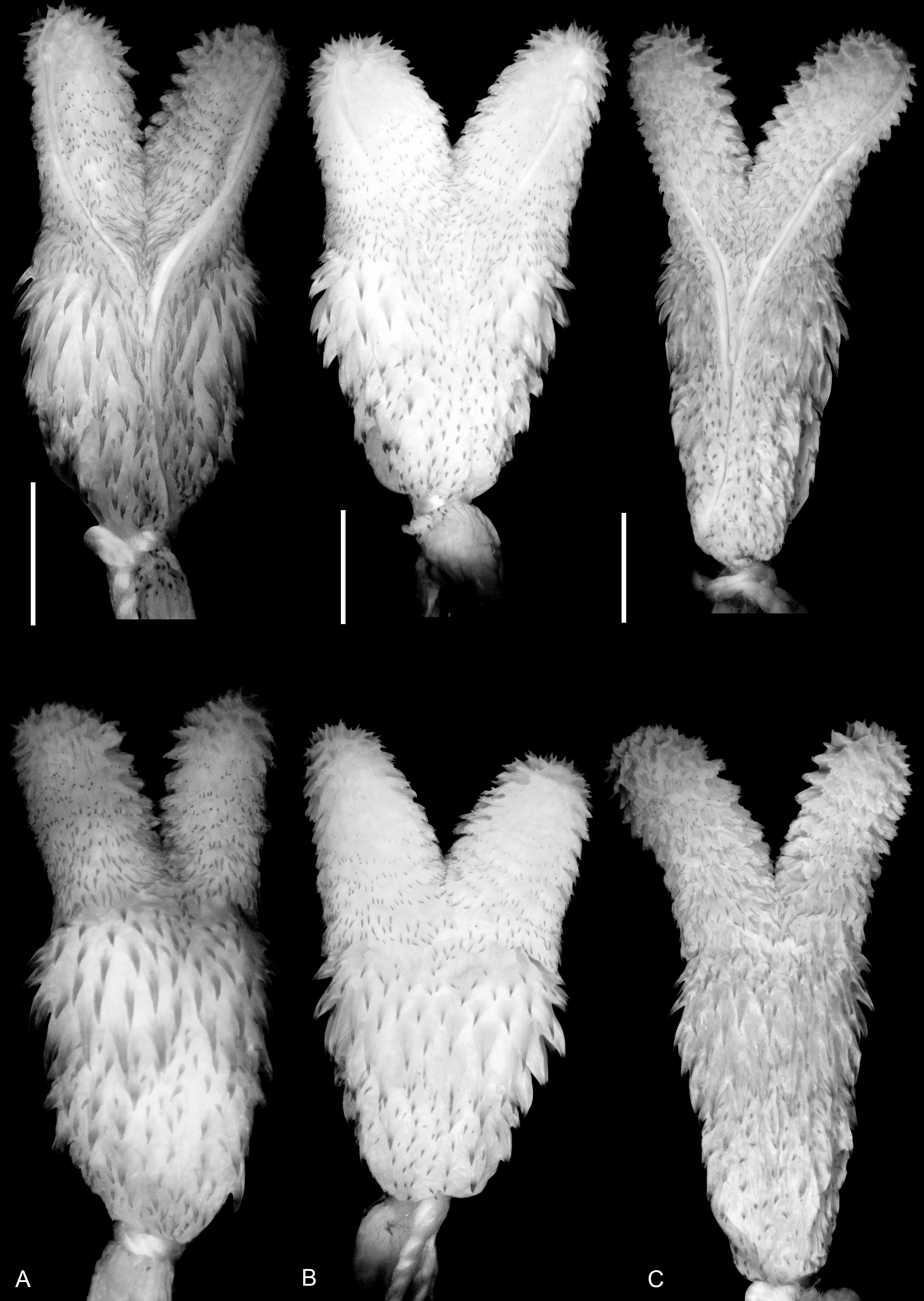 Taxonomy Morphology And Distribution Of Atractus Flammigerus Boie 17 Serpentes Dipsadidae