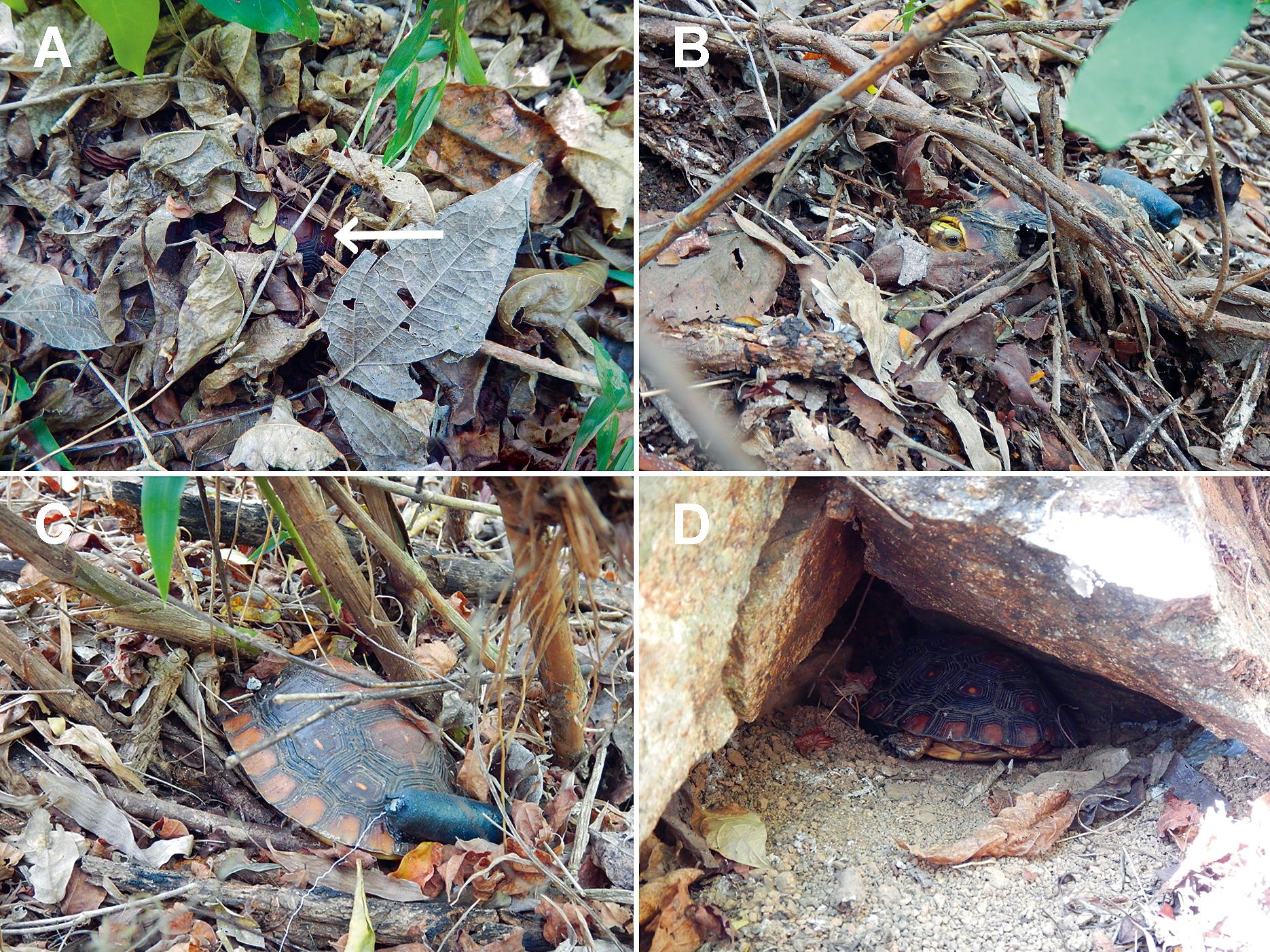 Habitat Use and Activity Patterns of a Terrestrial Turtle (Rhinoclemmys ...