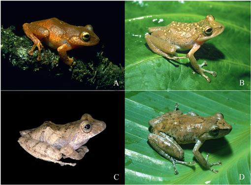 Two New Species of Pristimantis (Amphibia: Anura: Strabomantidae) from ...