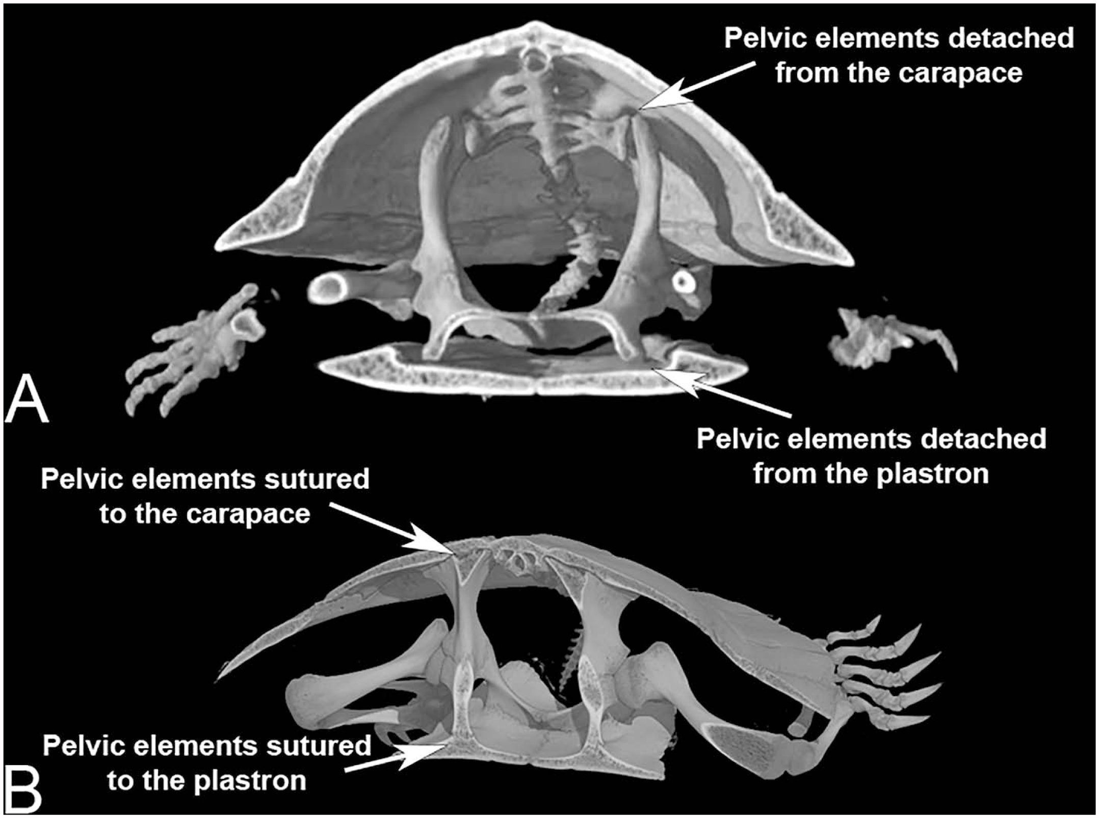 Effects of Sutured Pelvic Elements on Turtle Shell Strength: A ...