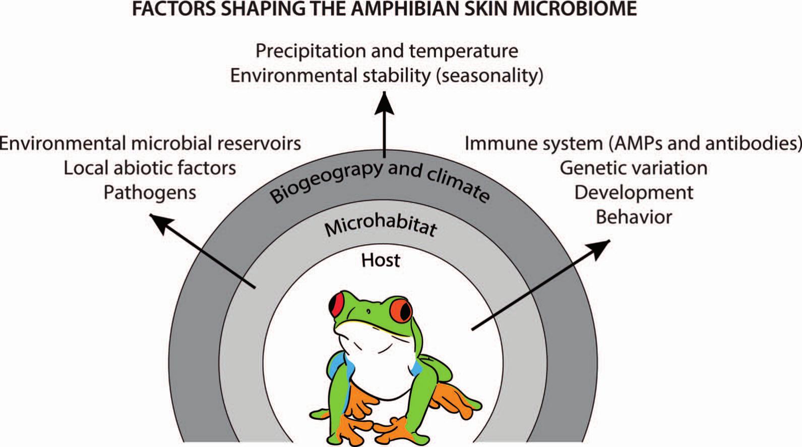 The Amphibian Skin Microbiome and Its Protective Role Against