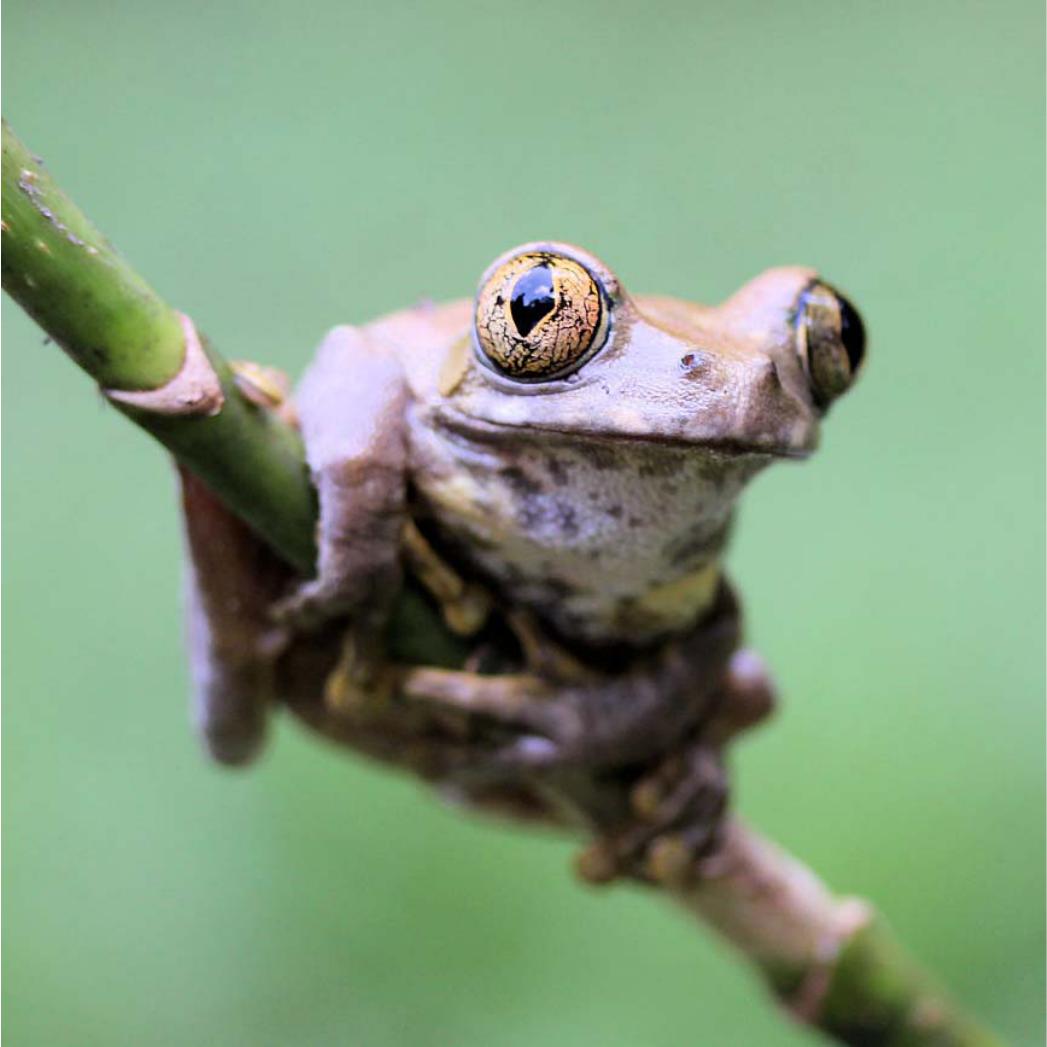 Amphibian Population Declines: 30 Years of Progress in Confronting a