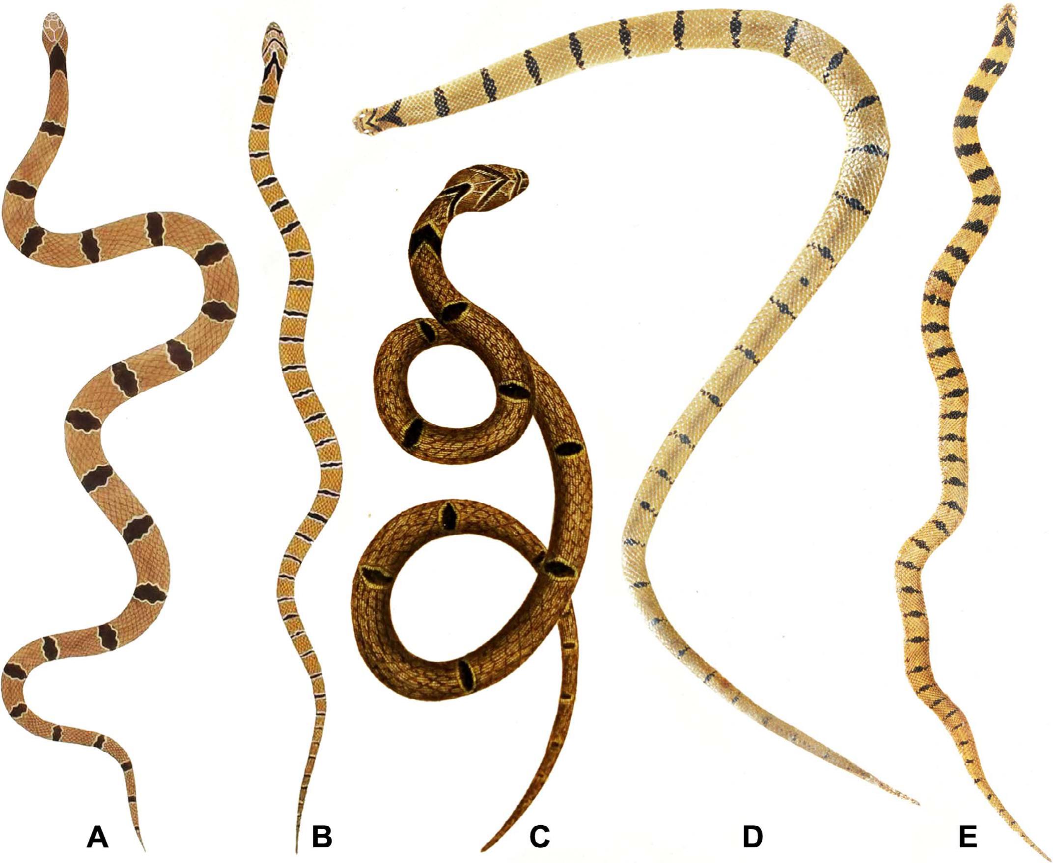 Taxonomic Composition of the Oligodon arnensis (Shaw 1802) Species ...