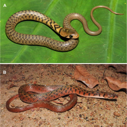 Systematics of the Sri Lankan Water Snakes of the Genus Fowlea Theobald ...