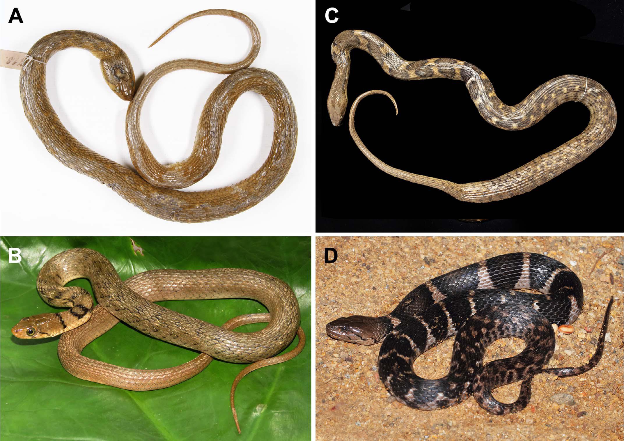 Systematics of the Sri Lankan Water Snakes of the Genus Fowlea Theobald ...