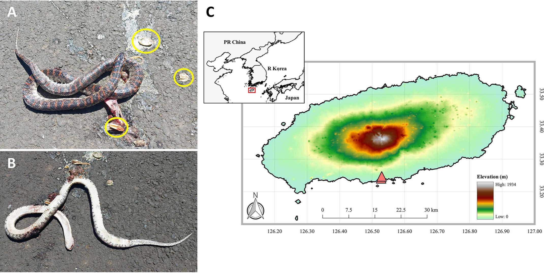 Tracing the Geographic Origin of a Nonnative Red-Banded Snake ...