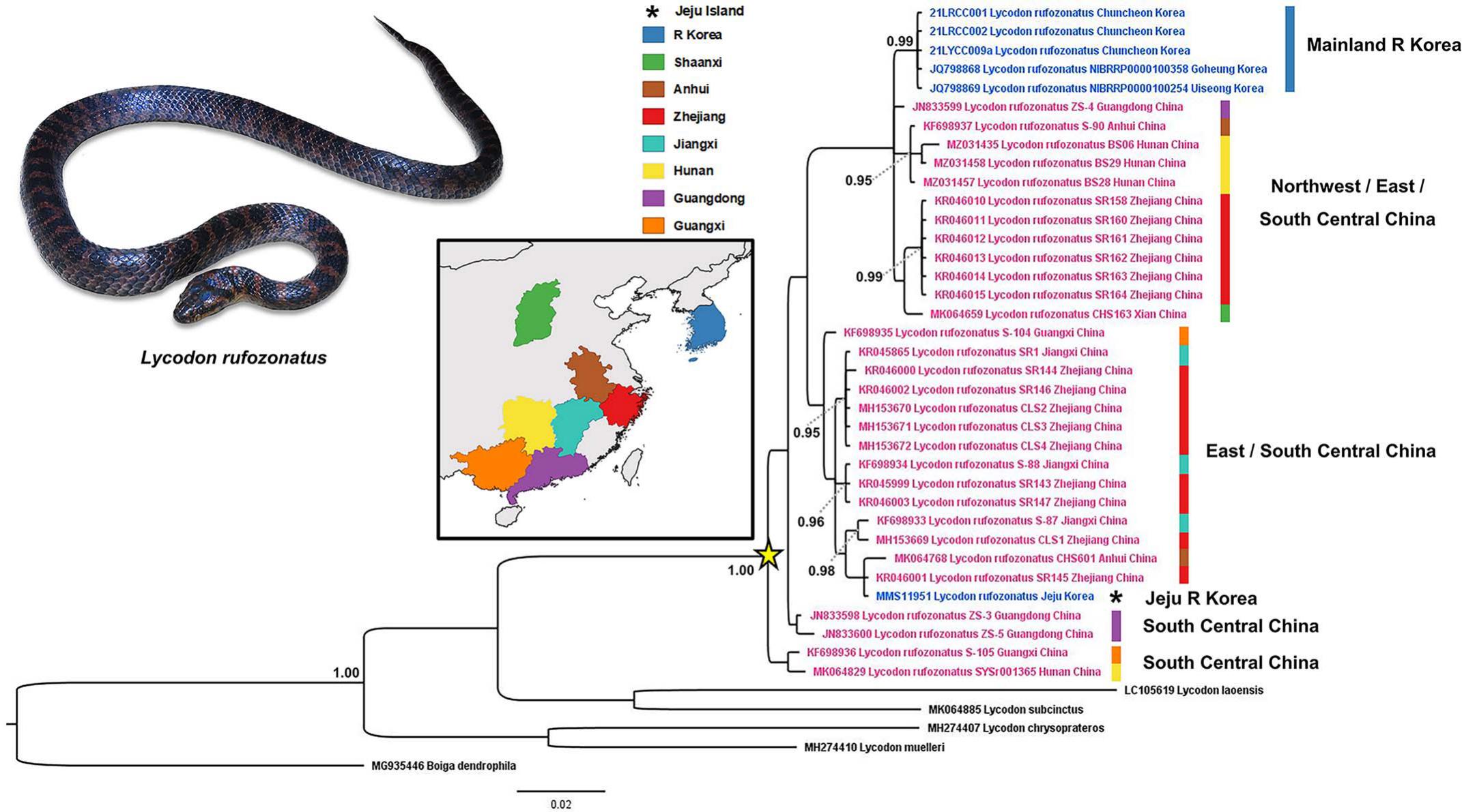 Tracing the Geographic Origin of a Nonnative Red-Banded Snake ...