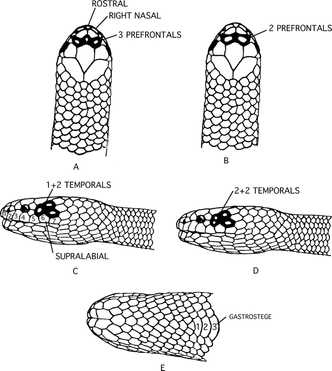 GEOGRAPHIC VARIATION IN SEA KRAITS OF THE LATICAUDA COLUBRINA COMPLEX ...