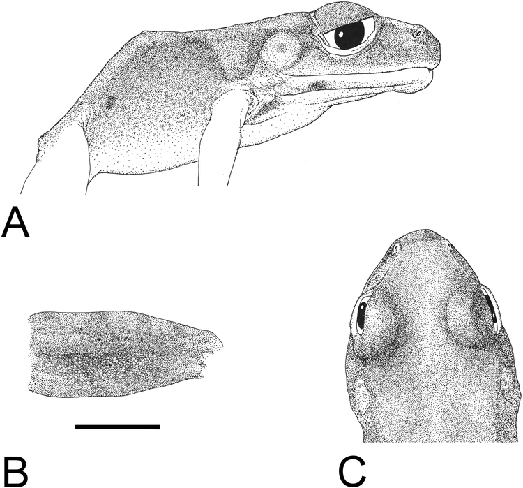 Gonas Rana TAXONOMIC NOTES ON FROGS OF THE GENUS RANA FROM MILNE BAY PROVINCE ...