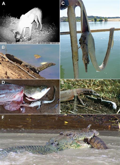 The Role of Predation in Shaping Crocodilian Natural History