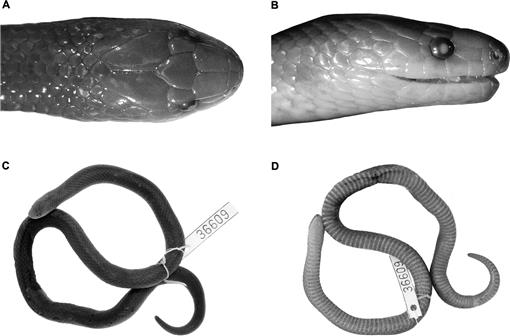 Systematic review of the polychromatic ground snakes Atractus