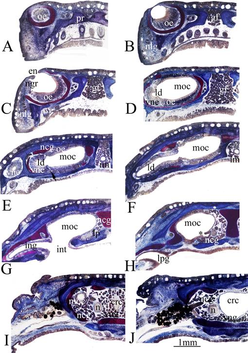 Comparative Morphology Of Plethodontid Olfactory And Vomeronasal Organs How Snouts Are Packed