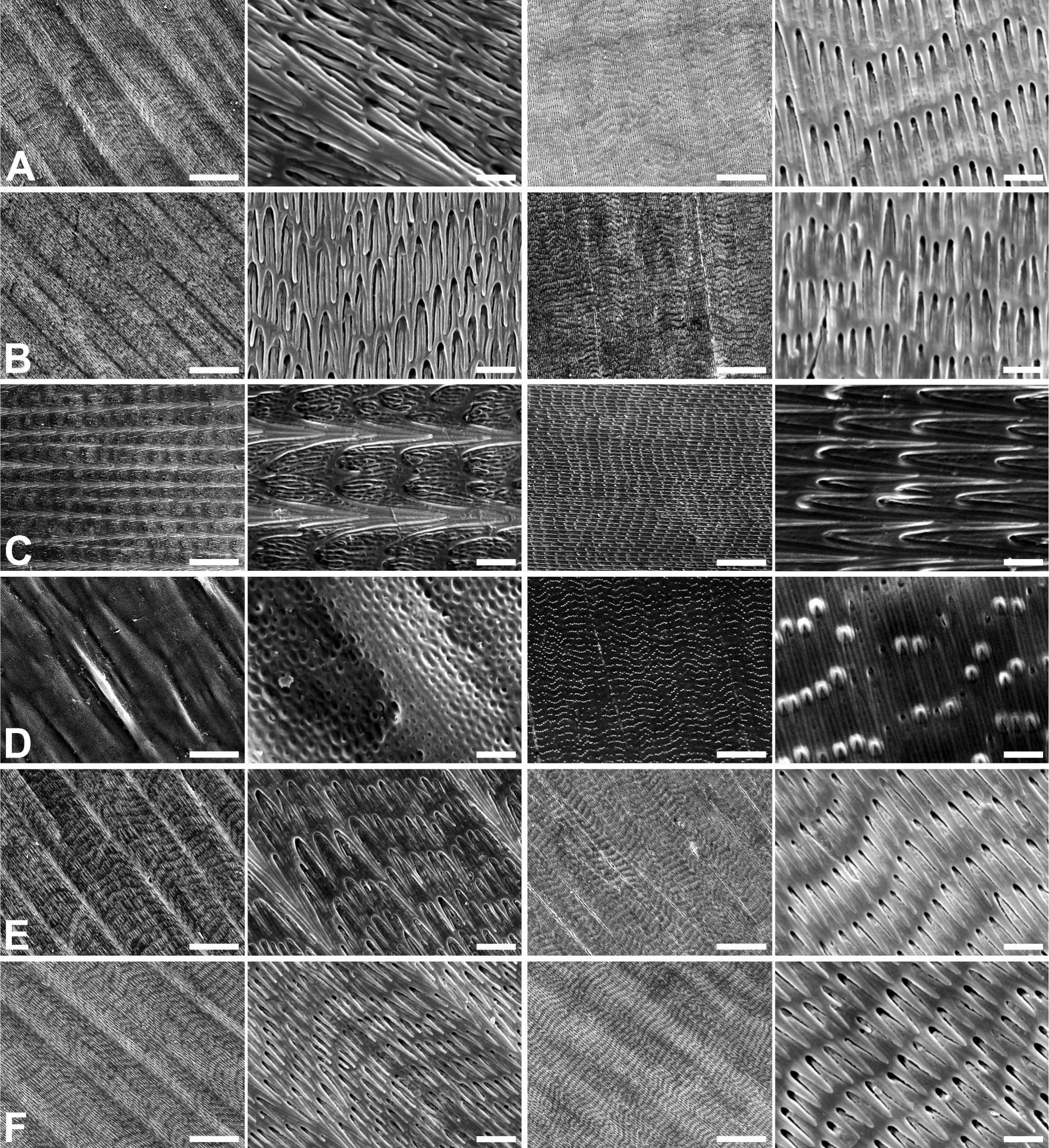Species Identification Of Shed Snake Skins By Scanning Electron Microscopy With Verification Of Intraspecific Variations And Phylogenetic Comparative Analyses Of Microdermatoglyphics